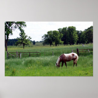 Poster pâturage