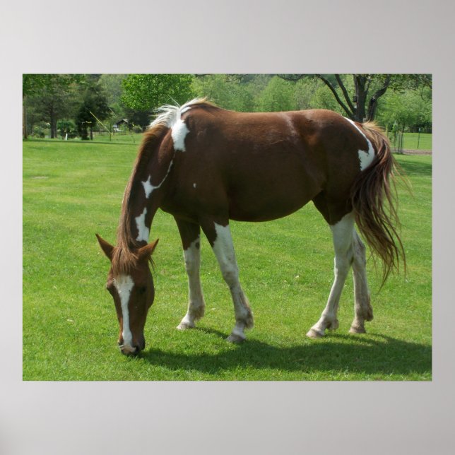 Poster Pâturage (Devant)
