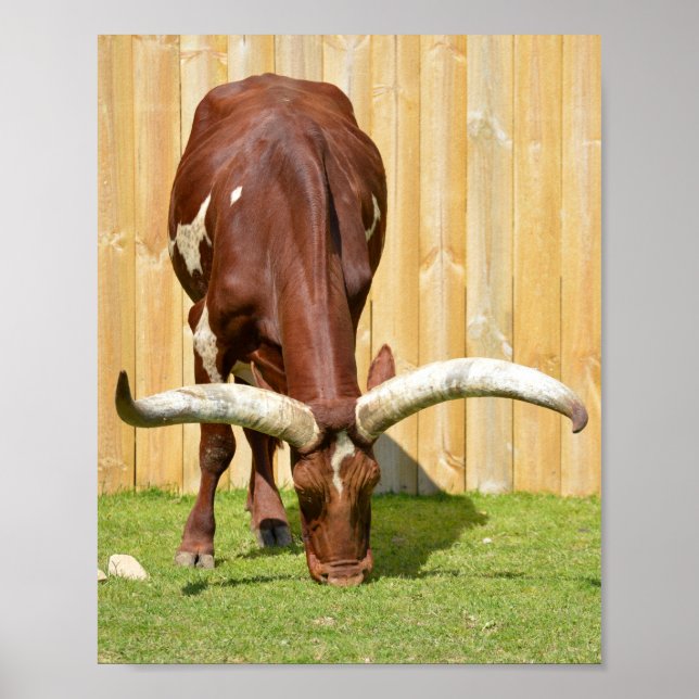 Poster Pâturage d'Ankole-Watusi (Devant)