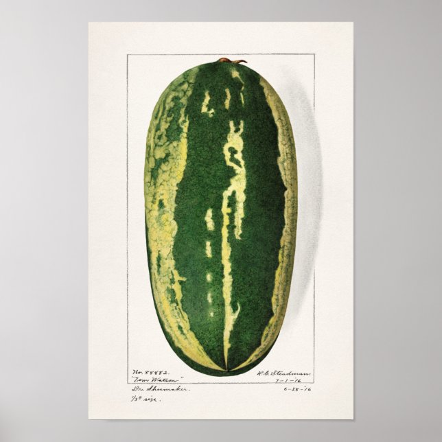 Poster Pâturage de pastèque (Citrullus Lanatus) (Devant)