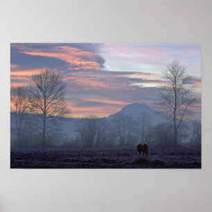 Poster Pâturage isolé de cheval