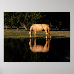 Poster Pâturage Palomino Par Lac Avec Réflexion