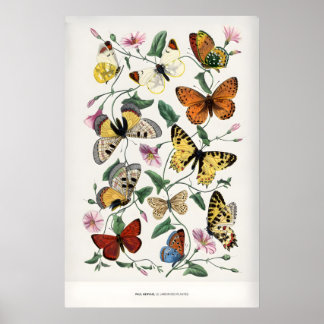 Poster Paul Servais Papillons Le Jardin des Plantes