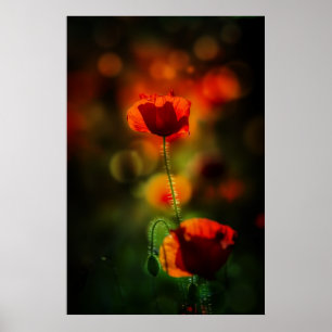 Poster Pavot à la soirée