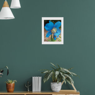 Poster Pavot bleu de l'Himalaya floral