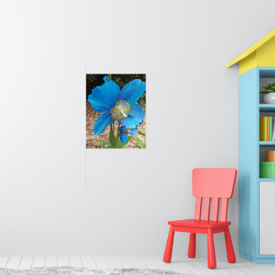 Poster Pavot bleu de l'Himalaya floral