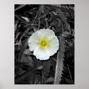Poster Pavot cultivé après la pluie