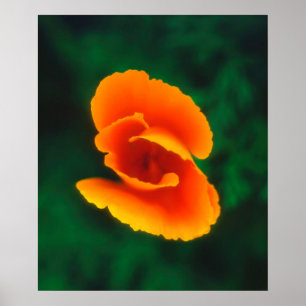 Poster Pavot de Californie