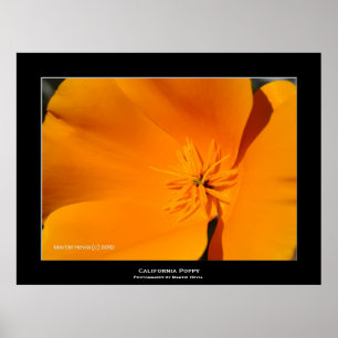 Poster "Pavot de Californie "