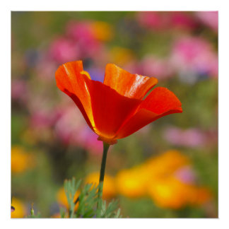 Poster Pavot de Californie