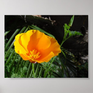 Poster Pavot de Californie (Eschscholzia Californica)