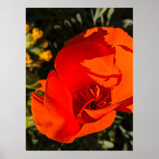 Poster Pavot de Californie - Poppy de Californie 1