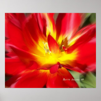 Poster Pavot en feu !