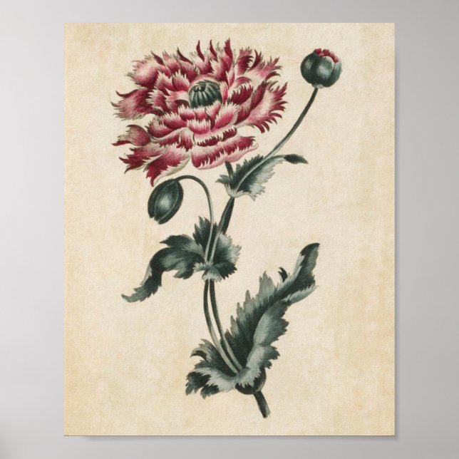 Poster Pavot floral vintage imprimé (Devant)
