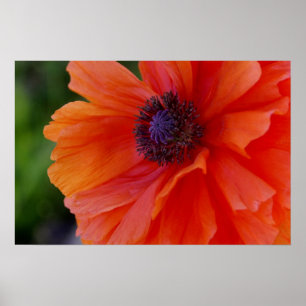 Poster Pavot orange lumineux