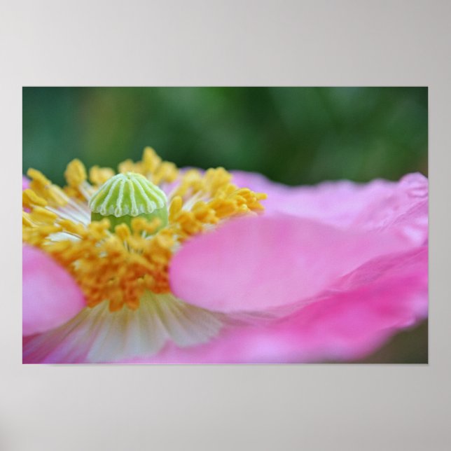 Poster Pavot rose Gros plan Photographie Imprimer (Devant)