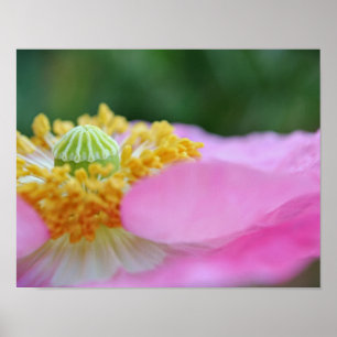 Poster Pavot rose Gros plan Photographie Imprimer