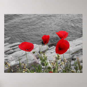 Poster pavot rouge