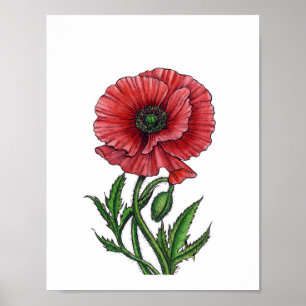 Poster Pavot rouge, aquarelle et encre