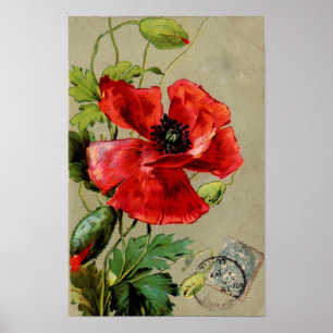 Poster Pavot rouge vintage - Imprimer