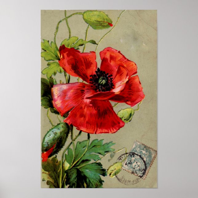 Poster Pavot rouge vintage - Imprimer (Devant)
