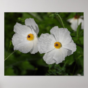 Poster Pavots blancs Photographie de fleurs botaniques