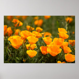 Poster Pavots de Californie, Parc d'État de Montana de Or