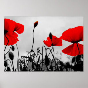 Poster Pavots rouges dans la copie d'affiche de champ