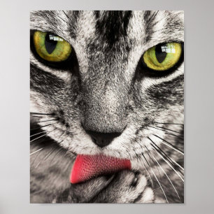Poster Paw de cueillette de chat Tabby
