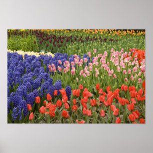 Poster Pays-Bas aka Holland), Lisse. Keukenhof 9