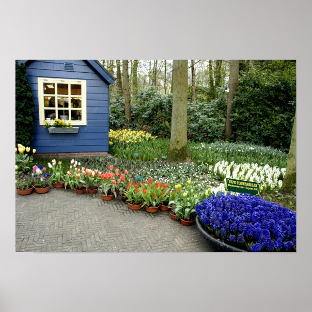 Poster Pays-Bas alias Holland), Lisse. Keukenhof 11 (Devant)