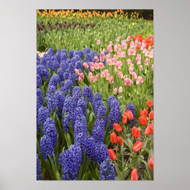 Poster Pays-Bas alias Holland), Lisse. Keukenhof 2 (Devant)