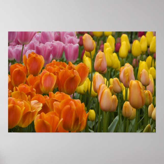 Poster Pays-Bas alias Holland), Lisse. Keukenhof 9 (Devant)
