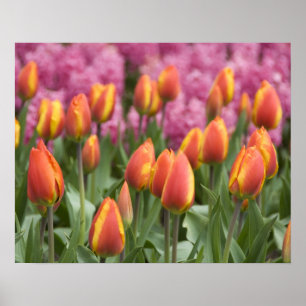 Poster Pays-Bas (aussi appelé Hollande), Lisse. Keukenhof