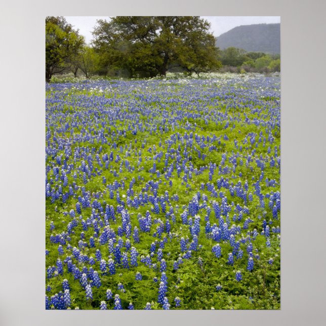 Poster Pays collinaire, Texas, Bluebonnets et chêne (Devant)
