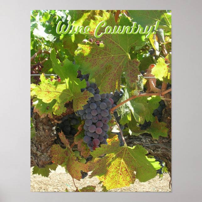 Poster - Pays du vin (Devant)