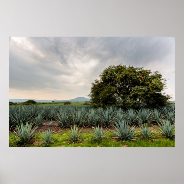 Poster Paysage Avec Agave Bleue (Devant)