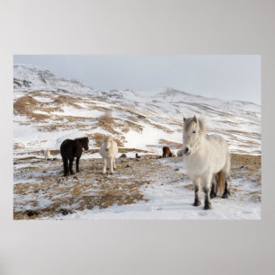 Poster Paysage avec des chevaux islandais