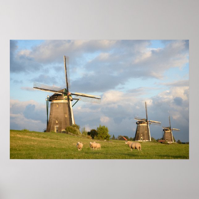 Poster Paysage avec moulins à vent et moutons (Devant)