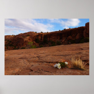 Poster Paysage d'Arches Slickrock et d'Oenothère