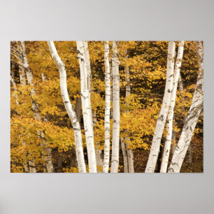 Poster paysage d'automne, Vermont, États-Unis