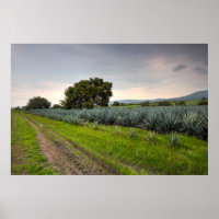 Paysage De Blue Agave