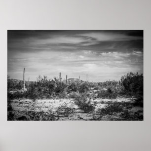 Poster Paysage de cactus