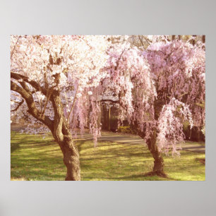 Poster Paysage de fleurs de cerisier
