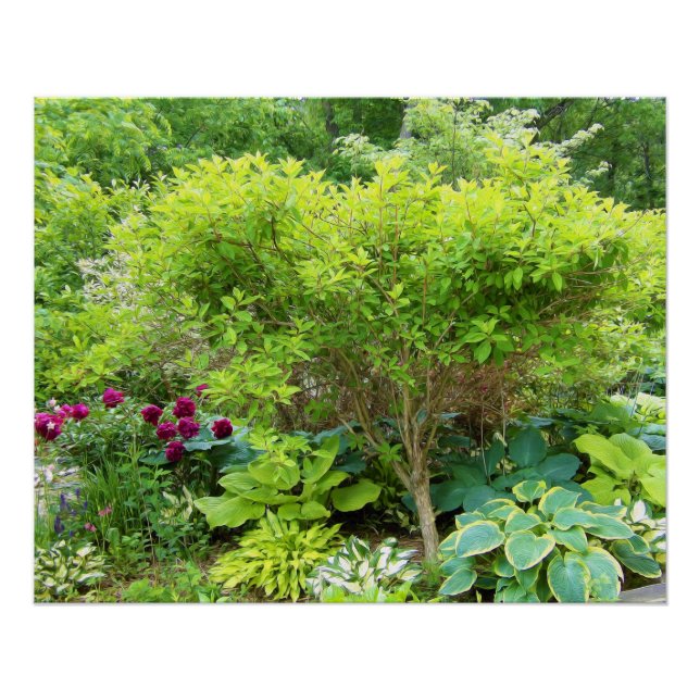 Poster Paysage de Jardin Vert magnifique avec Hostas (Devant)