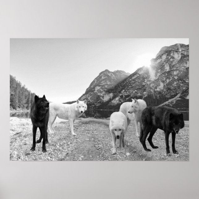 Poster Paysage de la rivière White Black Wolf (Devant)