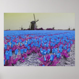 Poster Paysage de moulins à vent de tulipes bleues de