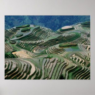 Poster Paysage de rizières en terrasses dans la montagne,