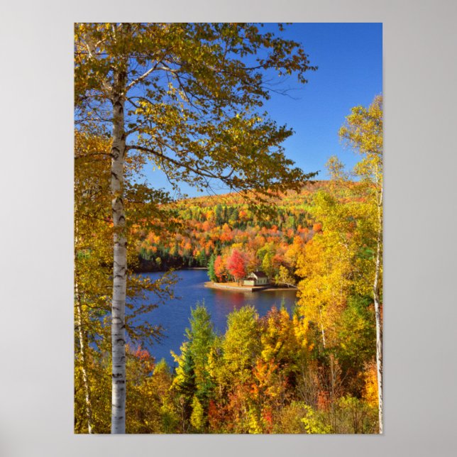 Poster Paysage des arbres d'automne, Maine (Devant)