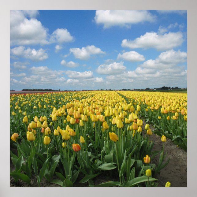 Poster Paysage des Tulipes Jaunes (Devant)